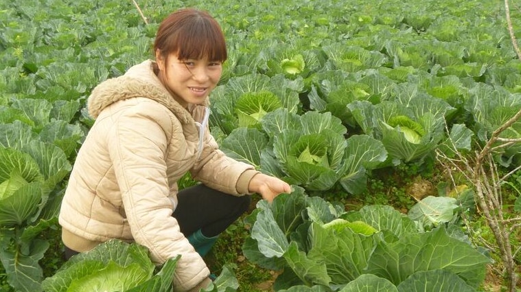 Vang Thị Huong harvesting cabbages from her farm in Na Kheo Commune, Bac Ha District, Vietnam