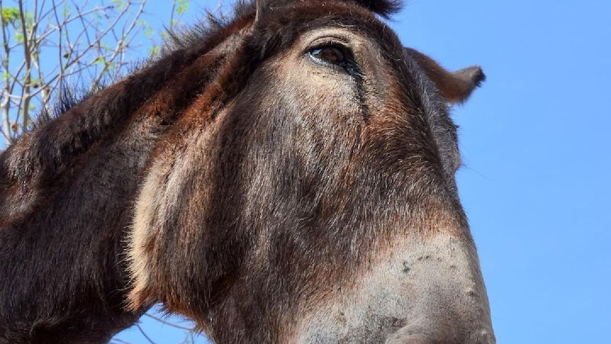 A closeup photo of a donkey in front of blue sky