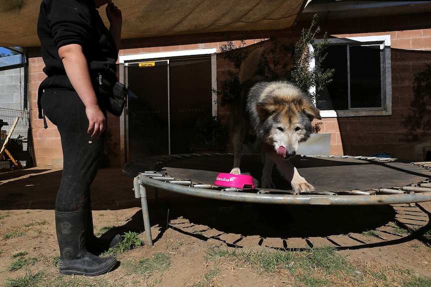 Thunder the Alaskan Malamute eats his lunch on a trampoline in the sun.