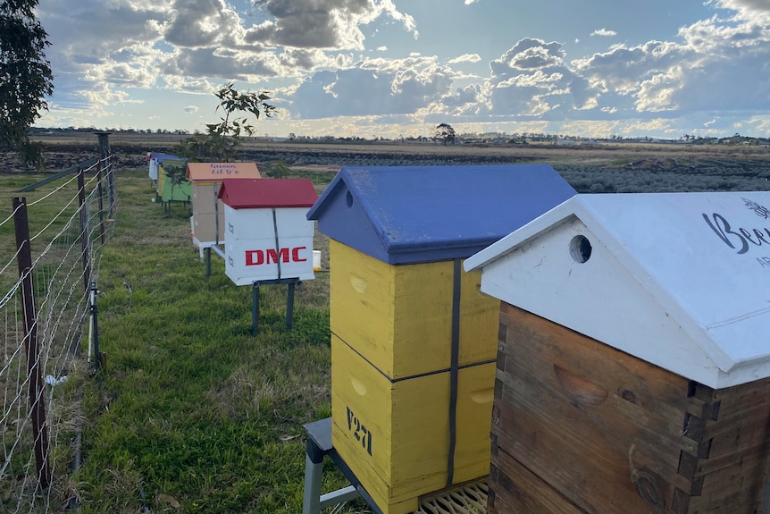 Six colourful beehives in a line in a paddock