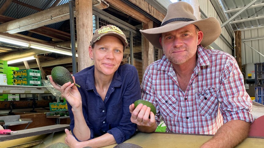 A man and a woman stand behind a table of avocados.