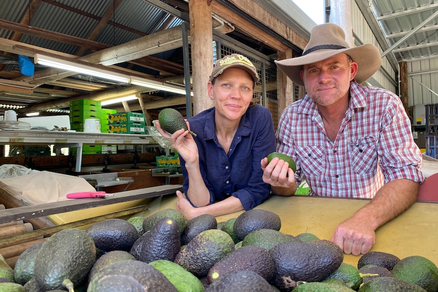 A man and a woman stand behind a table of avocados.