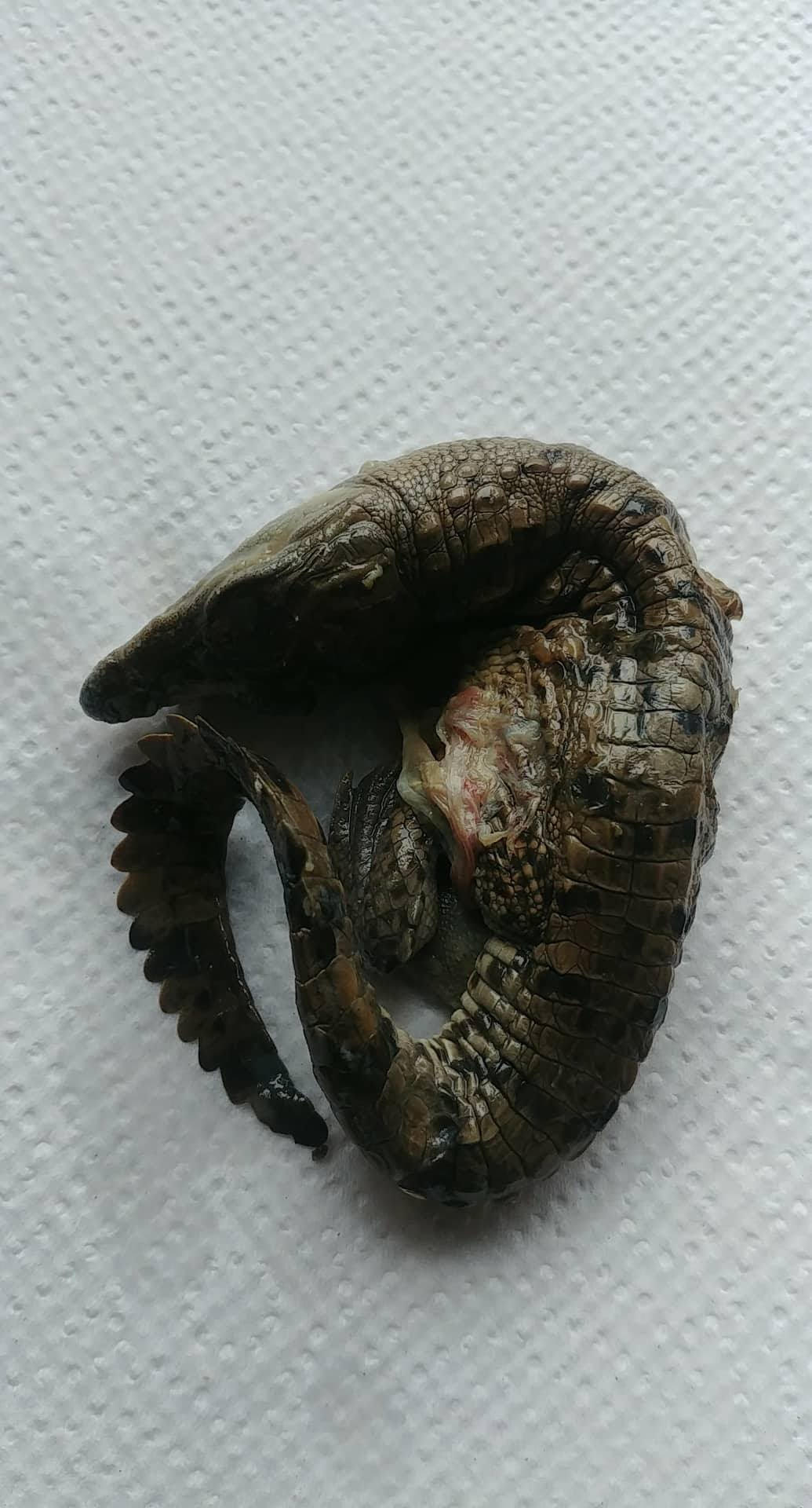 A stillborn crocodile foetus, identified as female, sits on a table.