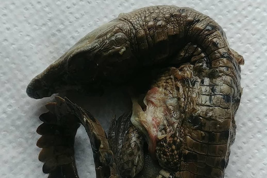 A stillborn crocodile foetus, identified as female, sits on a table.