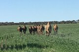A slightly blurred photo of a group of camels roaming in a field.