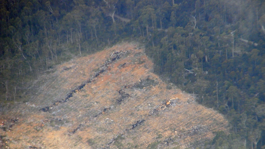 Native forest logging, north east Tasmania