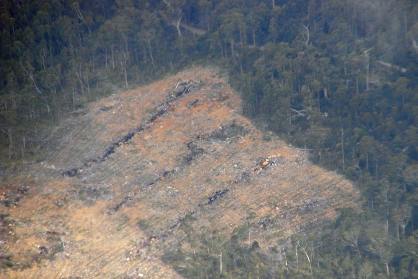 Native forest logging, north east Tasmania