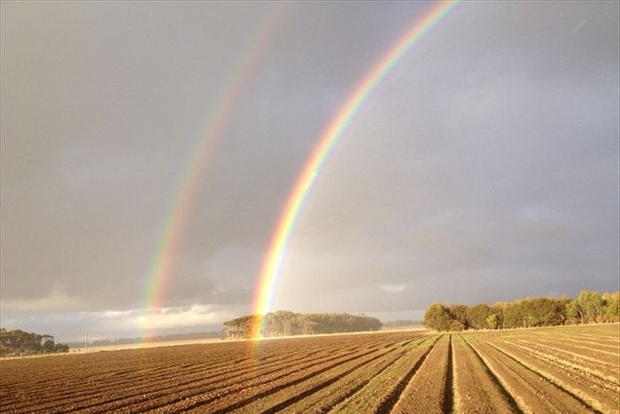 A double rainbow over a young grain crop