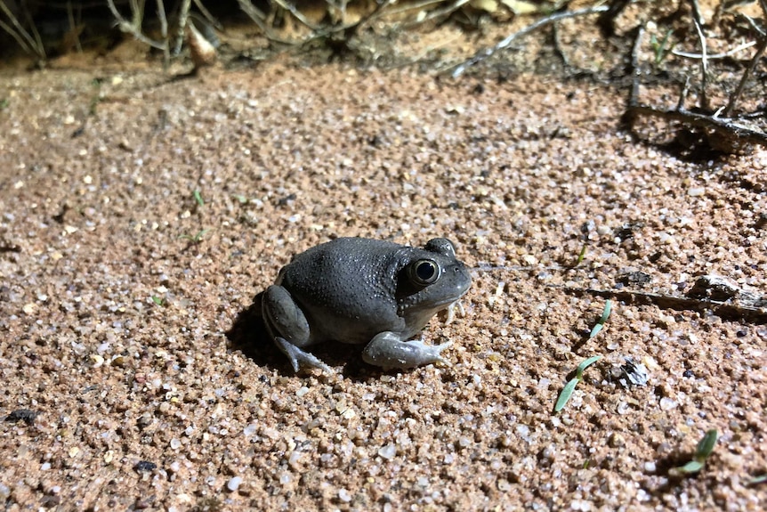 Resurfaced burrowing frog sitting on red desert sand