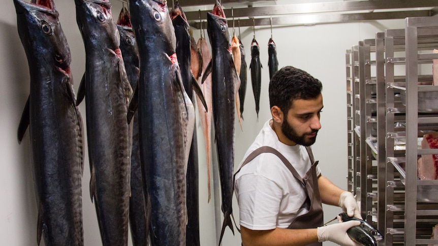 Man inside a cool room with mackerel fish hung up inside.