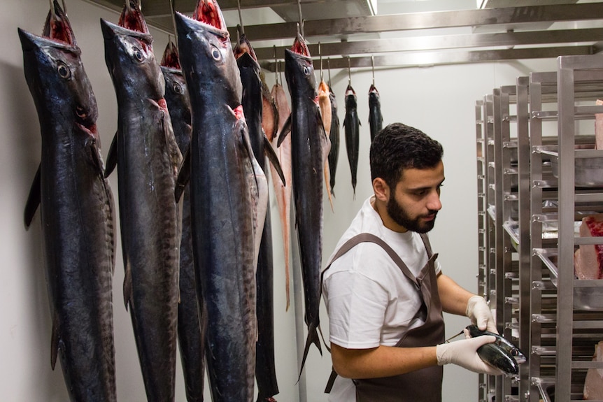 Man inside a cool room with mackerel fish hung up inside.