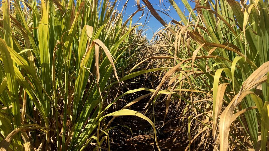 two rows of sugar cane with dry yellowed leaves