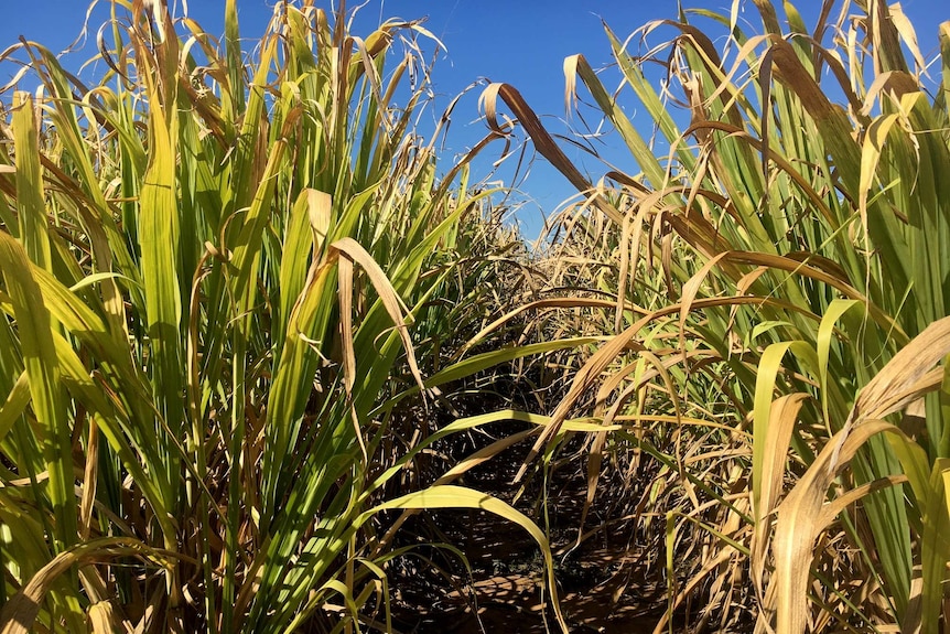 two rows of sugar cane with dry yellowed leaves