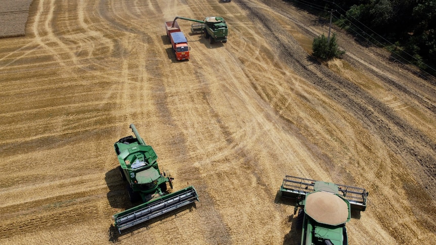 Farmers harvest with their combines in a wheat field