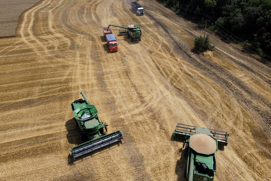 Farmers harvest with their combines in a wheat field