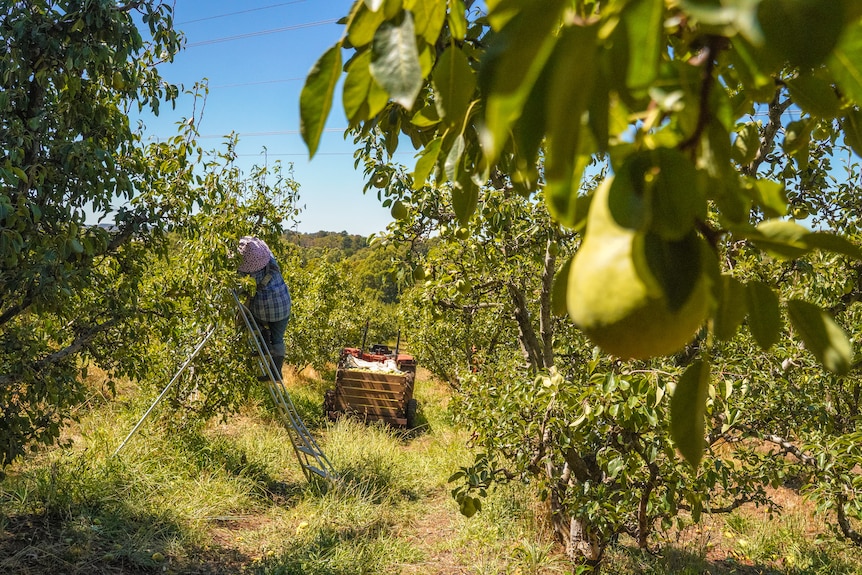 A woman stands on a ladder picking pears from a tree.
