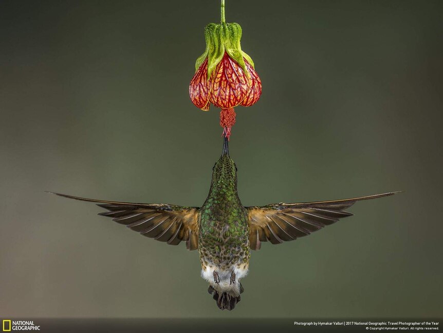 A buff-tailed coronet feeds on flower nectar in the Ecuadorian forest, a paradise for hummingbirds.