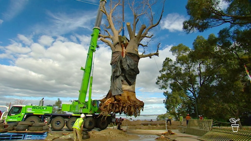 Large tree being suspended by a crane