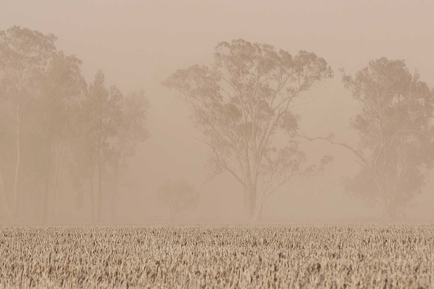 Mono-coloured image of wheat in foreground and dust storm in the background creating a hazy view of tall gum trees