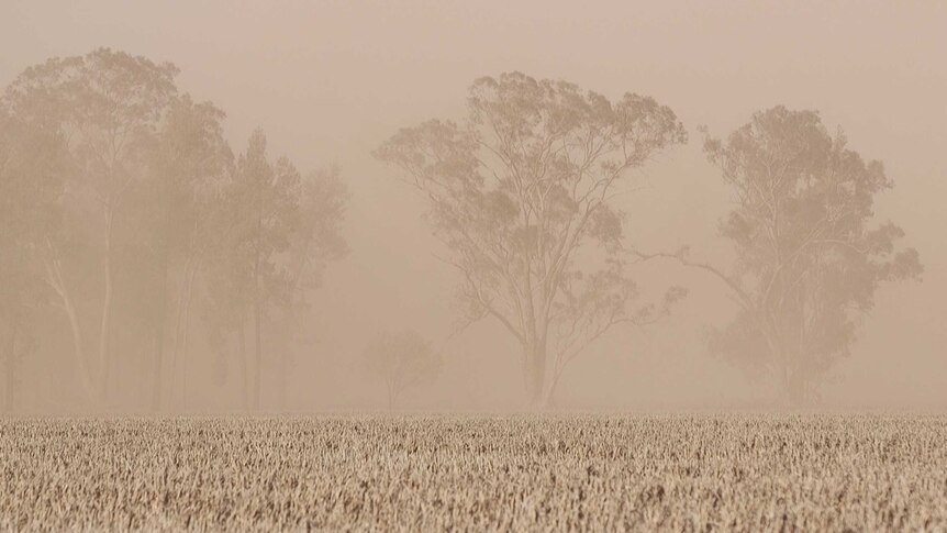 Mono-coloured image of wheat in foreground and dust storm in the background creating a hazy view of tall gum trees