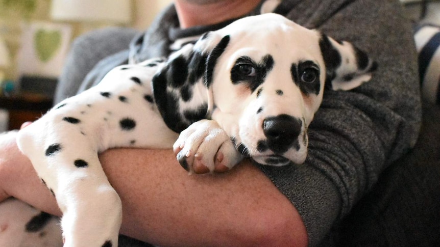 A Dalmatian puppy in the arms of its owner.