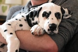 A Dalmatian puppy in the arms of its owner.