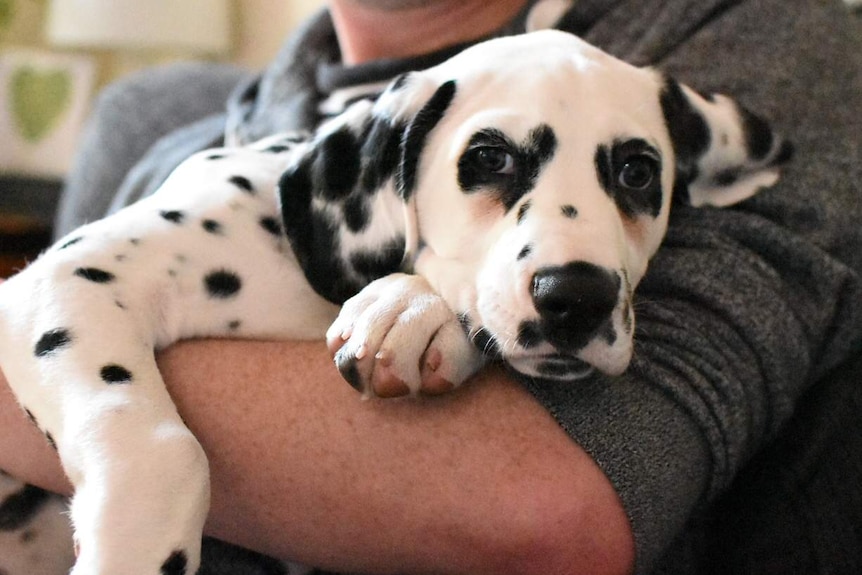 A Dalmatian puppy in the arms of its owner.