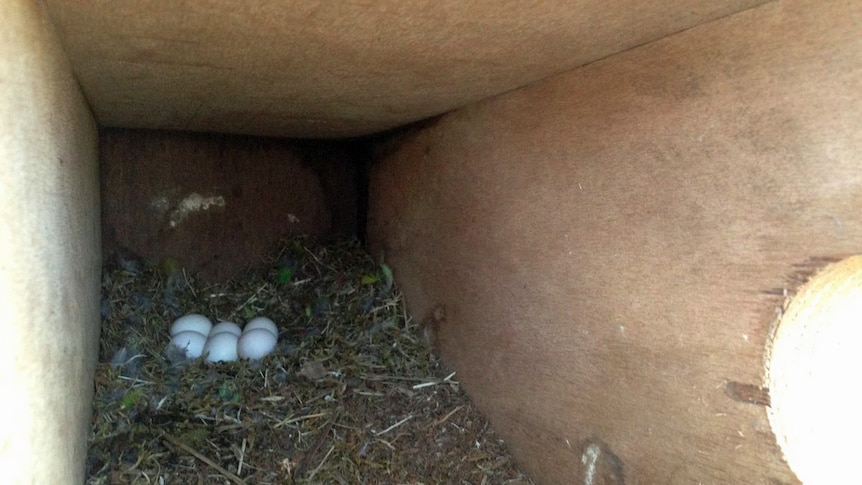 Swift parrot eggs