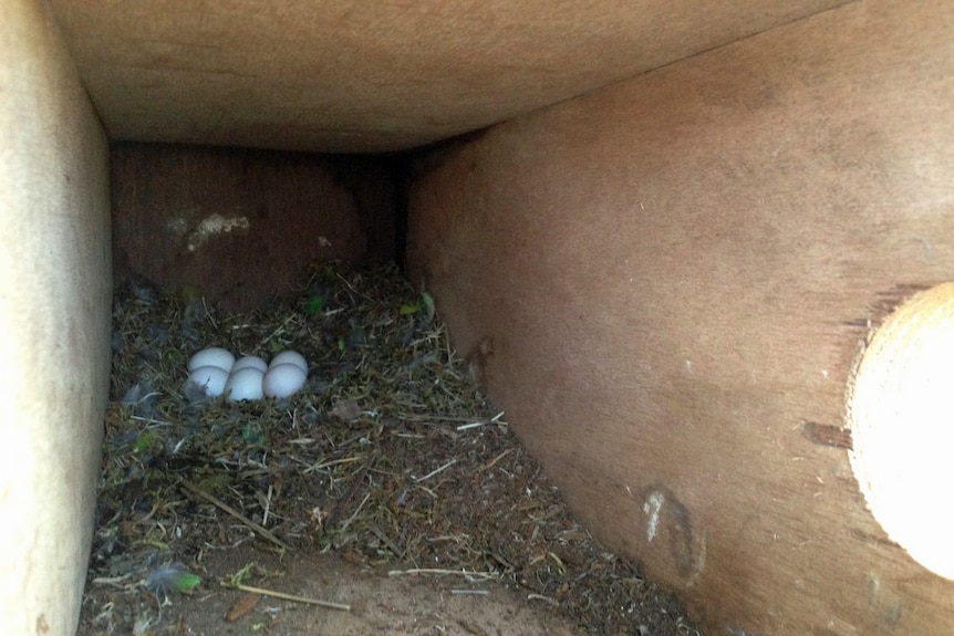 Swift parrot eggs