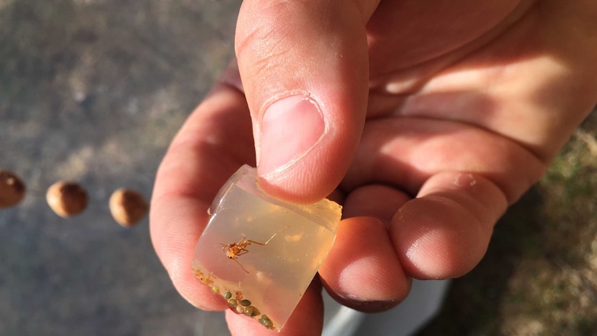 A cube of jelly, containing a green ant
