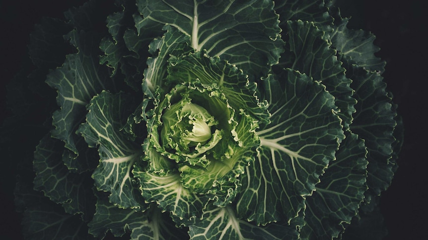 A close-up of a green and healthy lettuce opening.