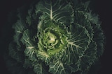 A close-up of a green and healthy lettuce opening.