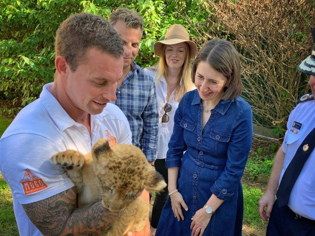 Gladys Berejiklian in a denim dress smiling at a lion cub