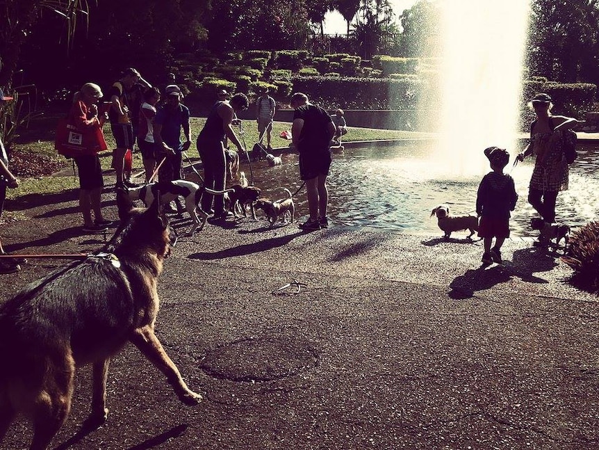 Dogs cool off at Million Paws Walk