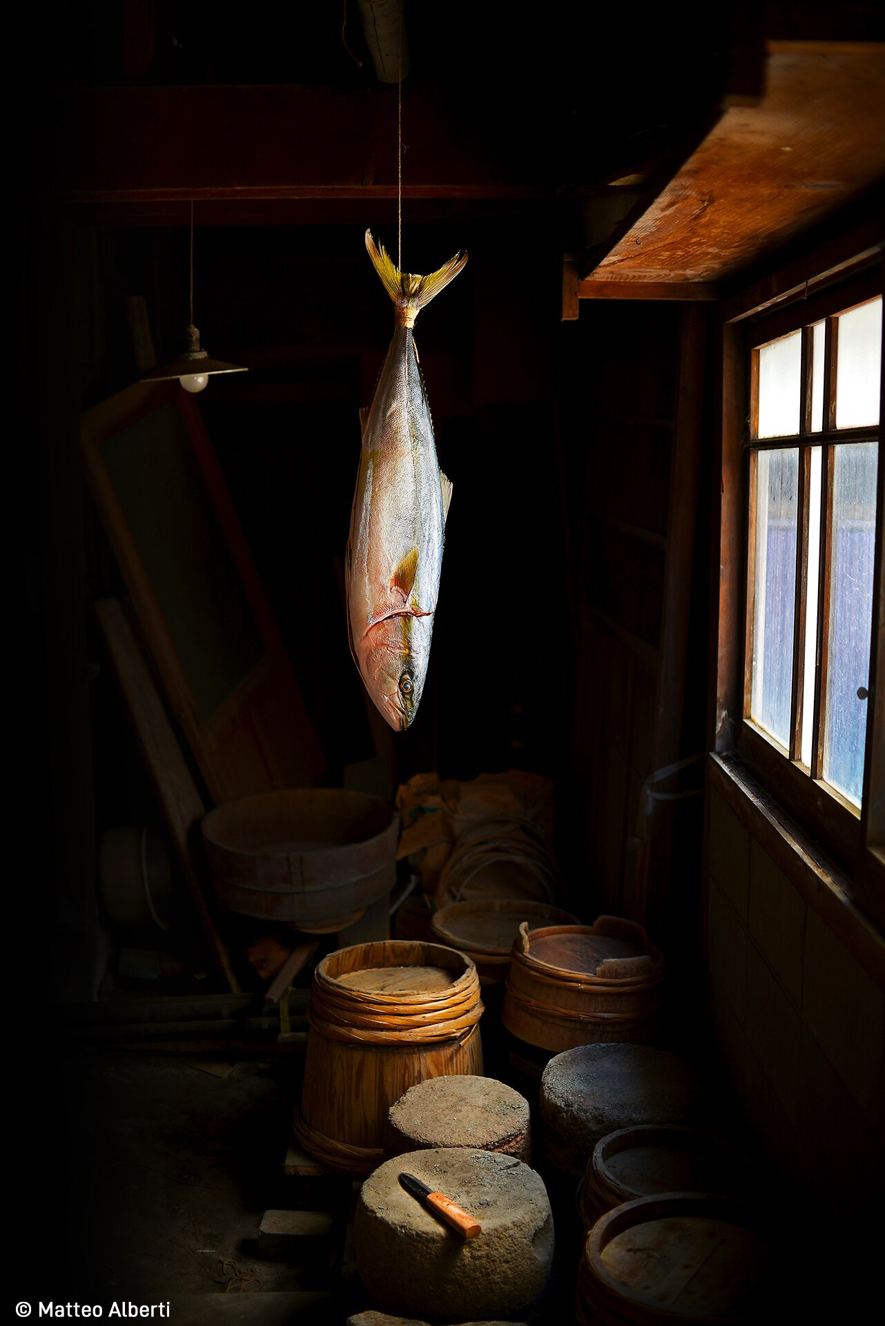 A yellowtail fish hangs from the roof of a dark cellar cellar, lit up by a single window. Wooden barrels sit on a shelf below 
