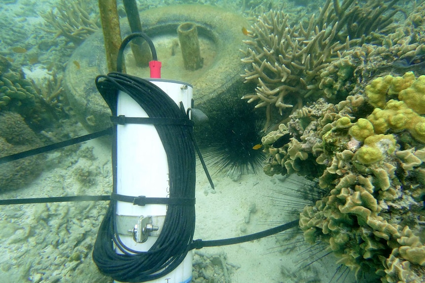 A hydrophone records the sound of a reef, with coral, fish and urchins with very long spines visible.