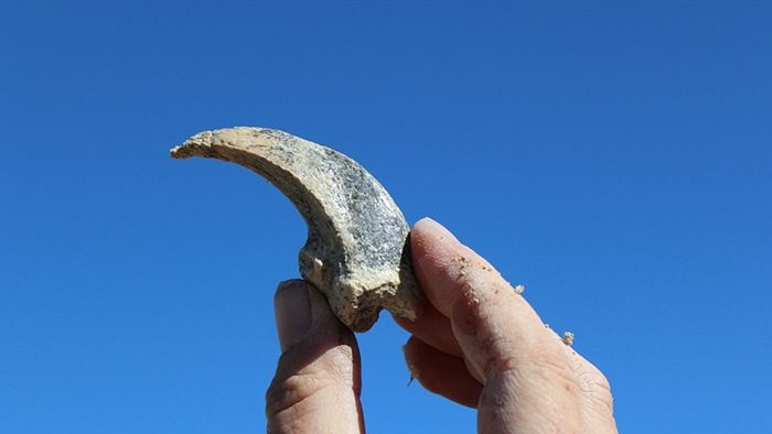 A fossilised claw, from an unknown species