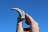 A fossilised claw, from an unknown species