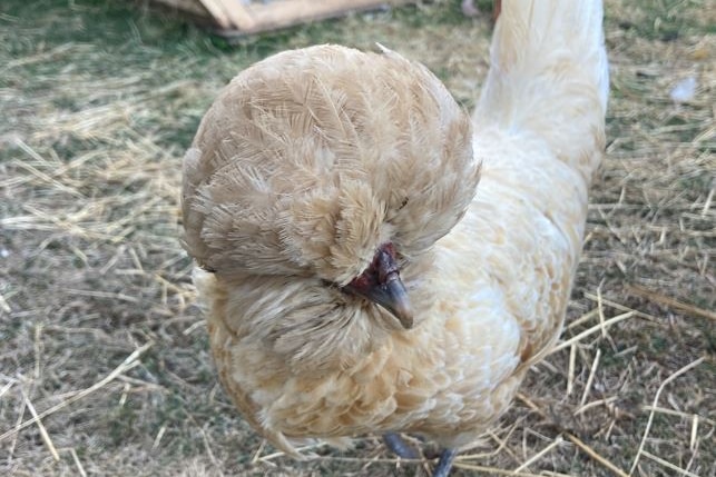 A Polish chicken is seen looking to the right, its eyes completely covered, as it stands in front of a coop.