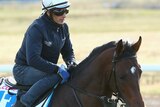 Protectionist preparing for the Melbourne Cup