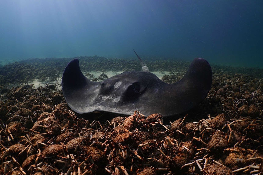 A stingray swimming over a group of giant spider crabs.