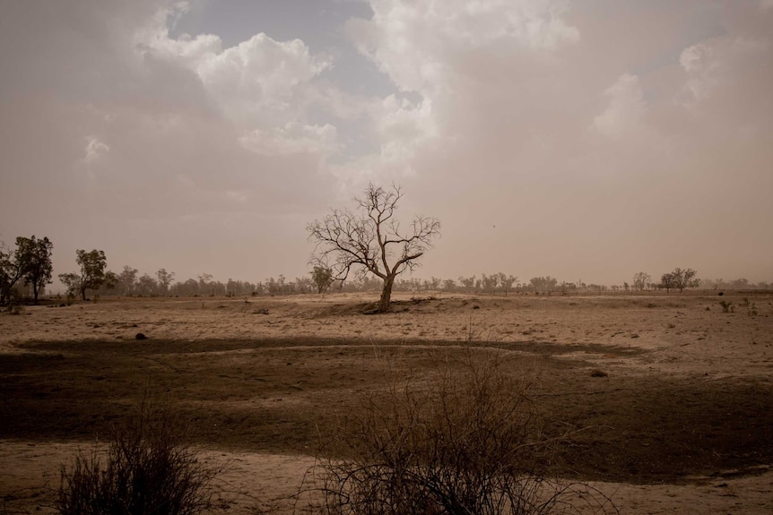 empty dam with dead tree and but beautiful clouds busting through a dusty sky