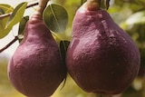 Close up on two pears with dark red/purple skin, hanging on a branch.