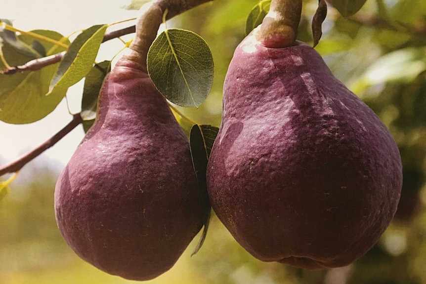 Close up on two pears with dark red/purple skin, hanging on a branch.