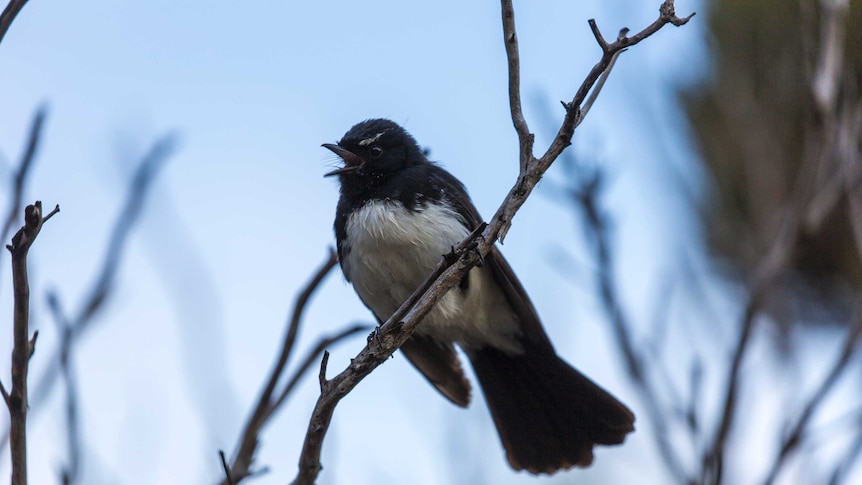 willy wagtail perched on a tree branch