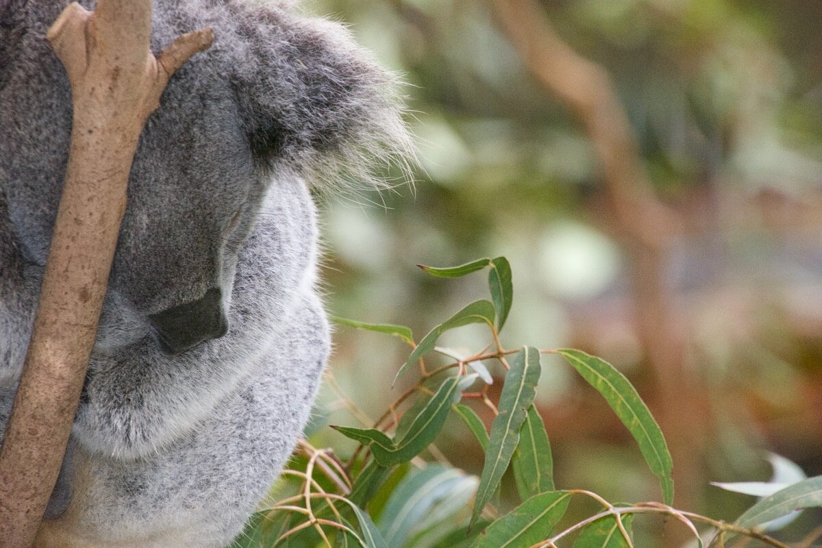 The koala's slide to extinction