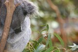 A koala sleeping in a tree
