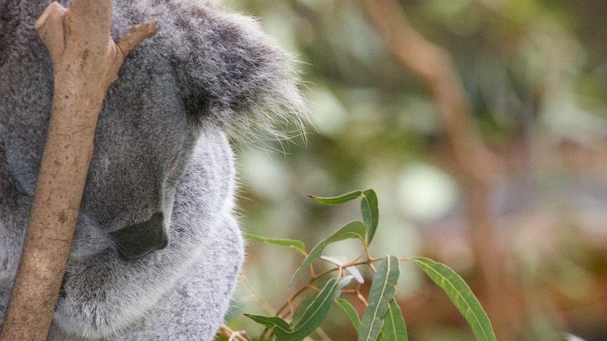 A koala sleeping in a tree