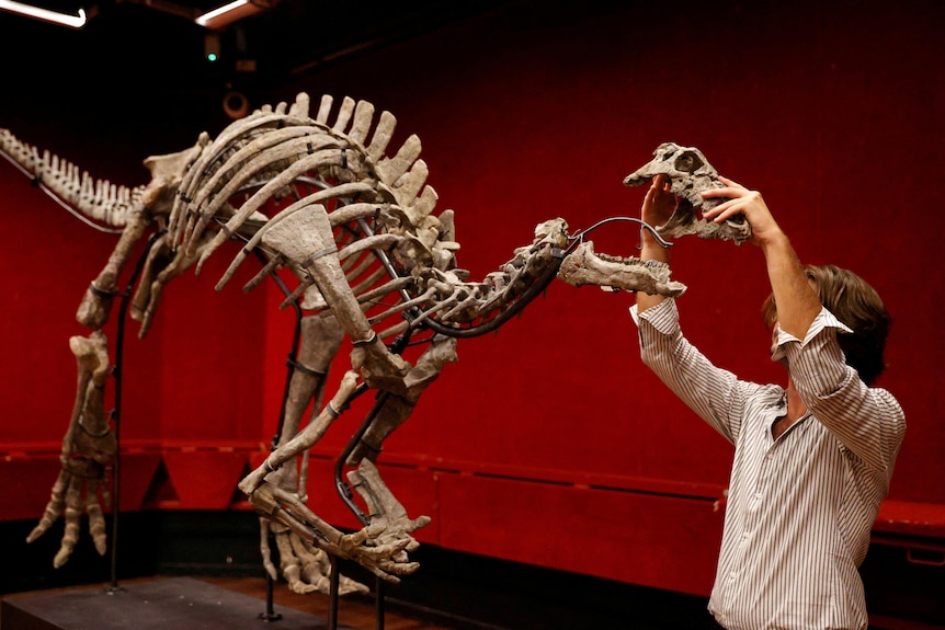 A person touching a dinosaur skeleton