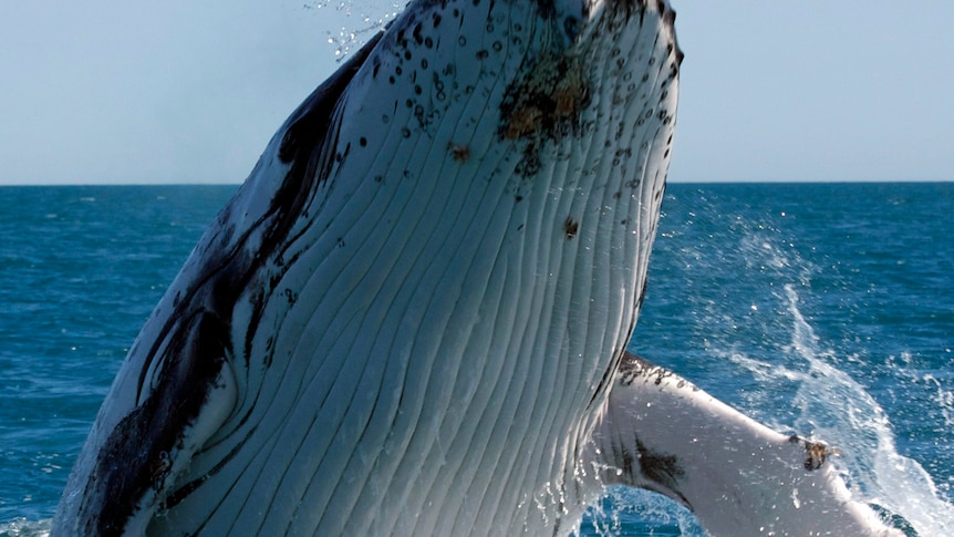 Humpback whale swim tours planned for WA's Ningaloo Coast